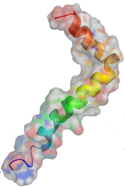The molecular structure of beta-amyloid protein. Image courtesy of https://commons.wikimedia.org/wiki/File:Amyloid-beta.png?uselang=en-gb